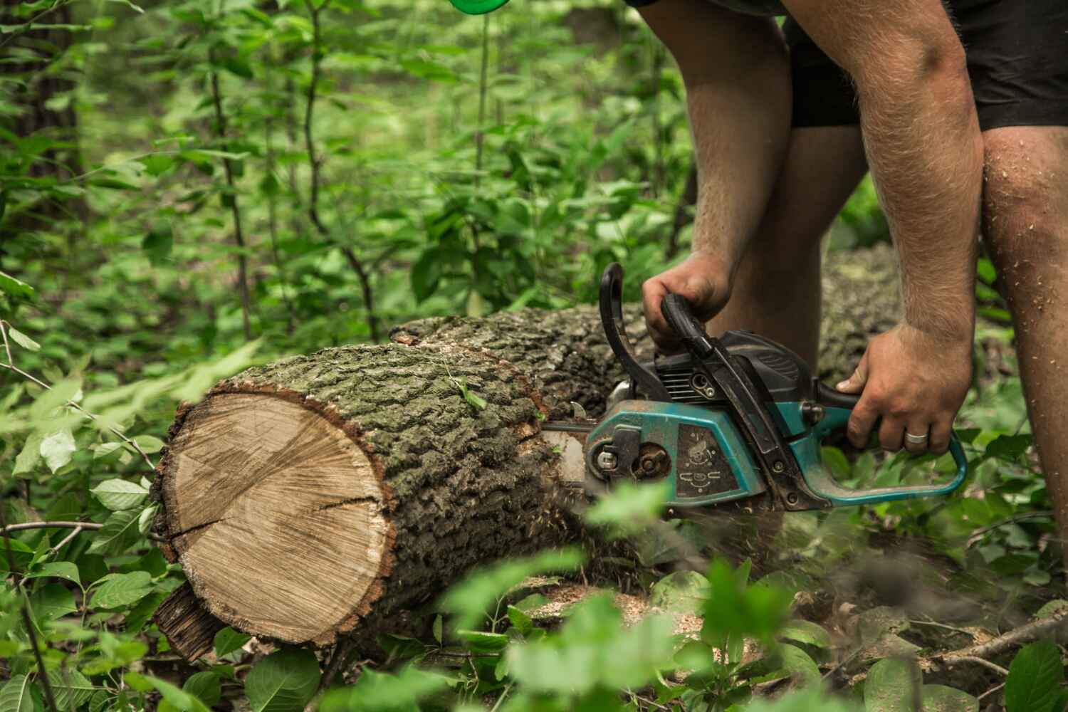 Best Best Tree Removal Services  in Valrico, FL